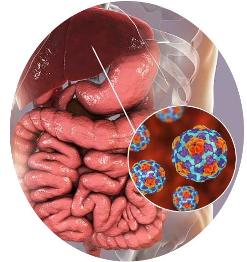 hepatitis_A_CEHYD_1